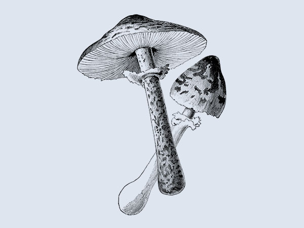 Biological illustration
