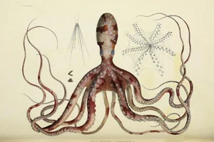 Marine life illustration