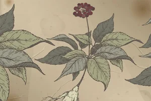 medicinal herb illustration