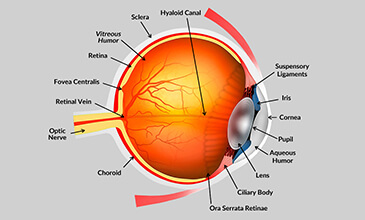ophthalmology illustration designs
