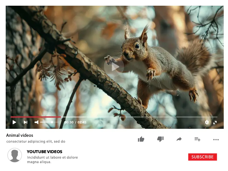 Animal videos